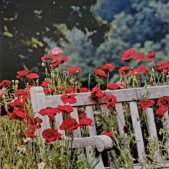 COLDWATER CREEK ♡  White Wooden Bench Red Floral Poppy Unframed Original Print - Picture 3 of 17